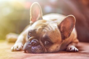 Come riconoscere un colpo di calore in un cane?