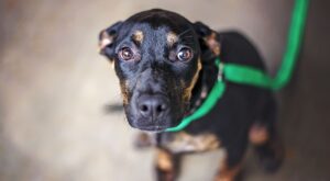 Perché il mio cane trema? Scopri cause e rimedi