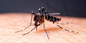 Viaggi nel sud est asiatico e virus dengue: cosa sapere e cosa fare