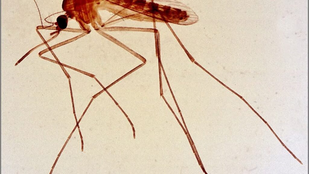 West Nile a 594 casi e 41 decessi, dengue autoctona a quota 24: i dati dell’ISS e come proteggersi