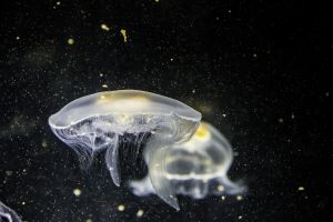 Urina sulla pelle dopo una medusa? Meglio di no