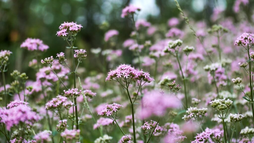 valeriana
