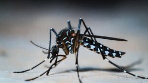 Zanzara tigre, come riconoscerla: colore, strisce e dimensioni di Aedes albopictus