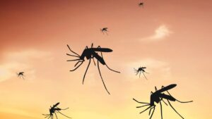 Sangue dolce? Sei il bersaglio preferito delle zanzare! Ecco perché